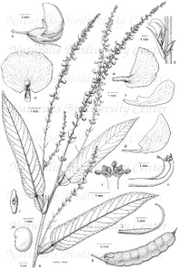 Legumes - Tadehagi triquetrum