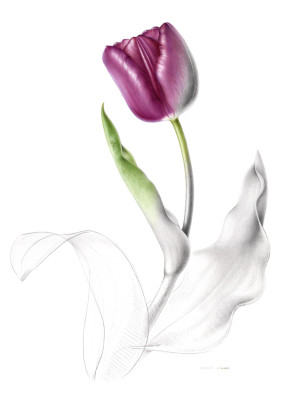 Tulipa 'Carla Teune'
