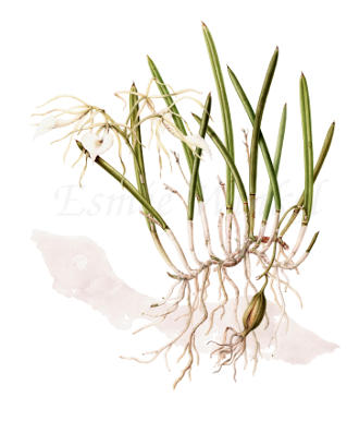 Brassavola nodosa