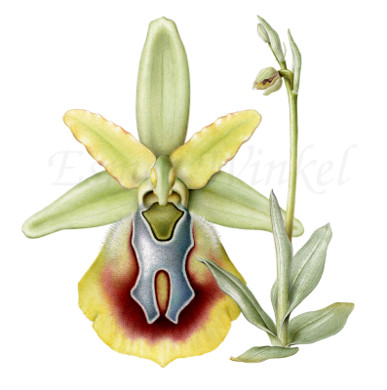 Ophrys aesculapii