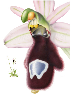 Ophrys balearica