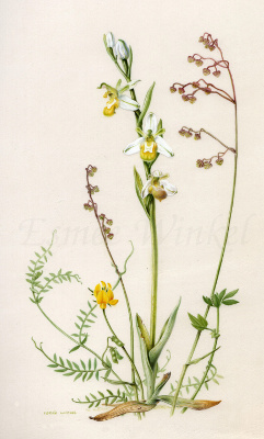 Ophrys chlorantha
