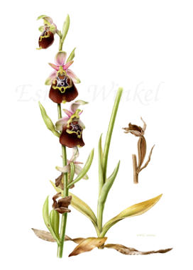 Ophrys fuciflora