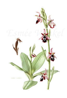 Ophrys reinholdii