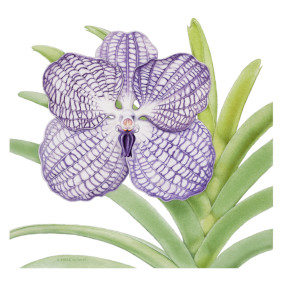 blue vanda