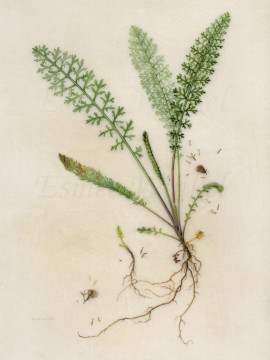 Duizendblad