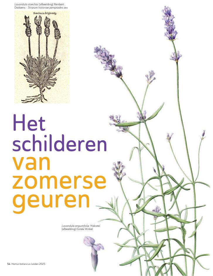 artikel Hortus botanicus Leiden Magazine 2025