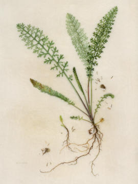 Yarrow